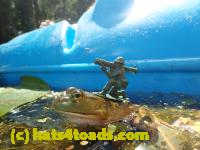 /home//u458753944/public_html/sourcegallery//Frogs/Bullfrogs 2016-08 Ontario/P8081404.JPG